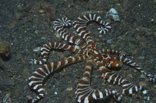 海底でフィッシュウォッチング！インドネシア・レンベでダイビング