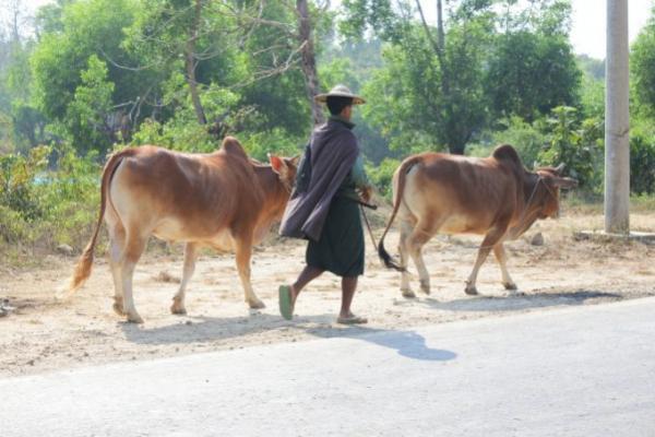 今、最注目したいミャンマーのガパリビーチ