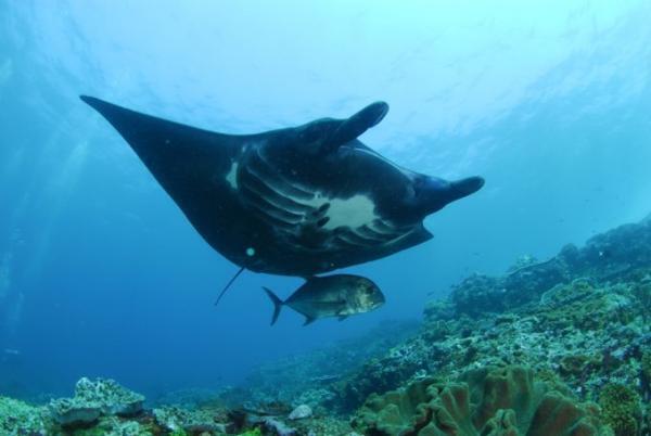 バージョンアップした「パヌニーヨット」で行く豪快コモド島クルーズ