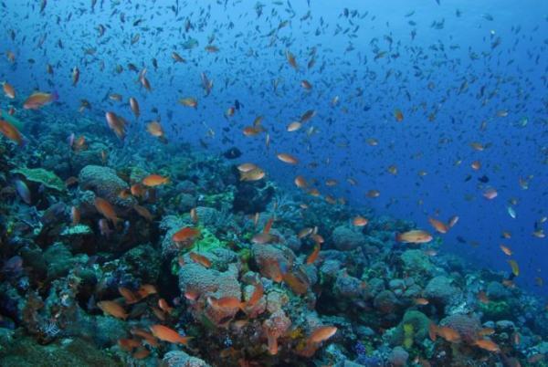 バージョンアップした「パヌニーヨット」で行く豪快コモド島クルーズ