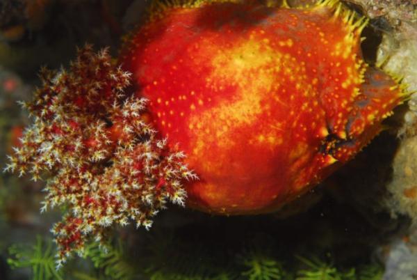 バージョンアップした「パヌニーヨット」で行く豪快コモド島クルーズ