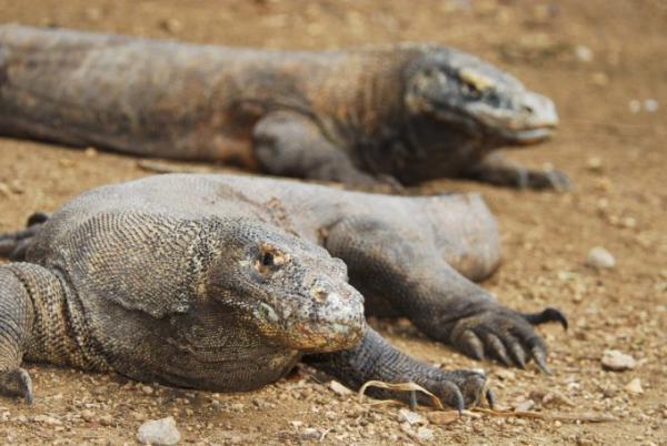 バージョンアップした「パヌニーヨット」で行く豪快コモド島クルーズ