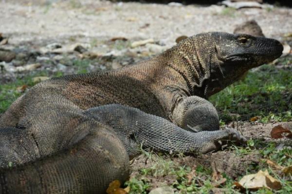 インドネシアの珍獣 “コモドドラゴン” を見に行こう！