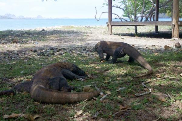 インドネシアの珍獣 “コモドドラゴン” を見に行こう！