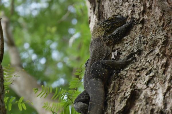 インドネシアの珍獣 “コモドドラゴン” を見に行こう！