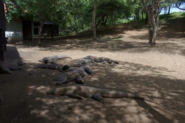 インドネシアの珍獣 “コモドドラゴン” を見に行こう！