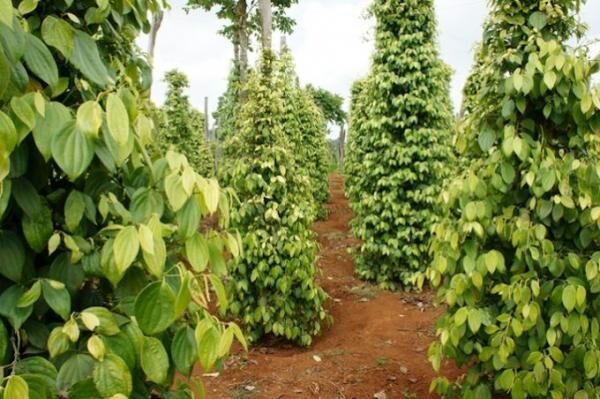 Pepper field at Gia Lai, Viet Nam, group of pepper plant in green, this farm product is export product from Vietnam to Asia, vegetable growing in bush, and plant in many aea as Binh Phuoc, Daklak