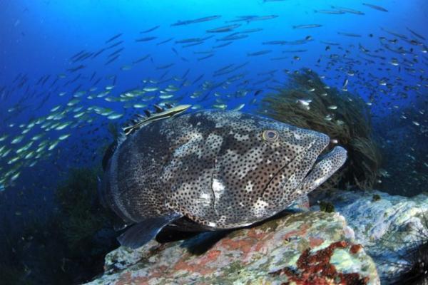 初心者からOK！魚影濃厚＆ジンベエザメも狙える「タオ島」