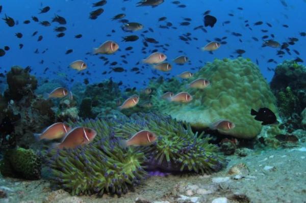 初心者からOK！魚影濃厚＆ジンベエザメも狙える「タオ島」