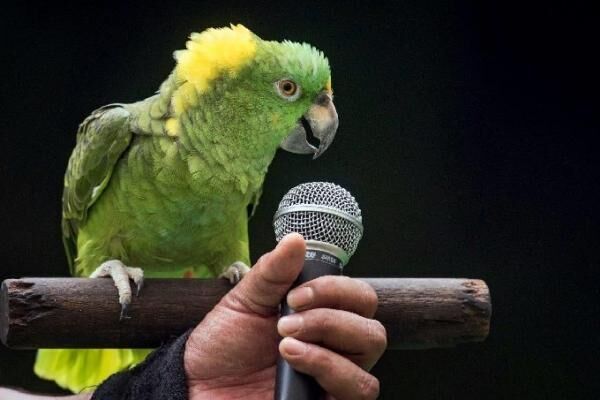 JBP45 - Amigo the yellow-naped Amazon parrot sings Happy Birthday_Fotor