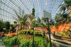 シンガポール巨大植物園で「ユリ」をテーマにしたイベント開催