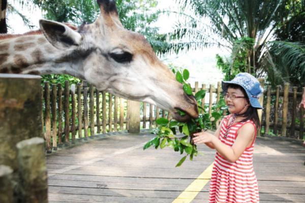 熱帯ジャングルのアニマルパラダイス！シンガポールは動物園が楽しい