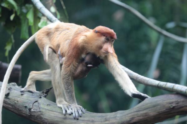 熱帯ジャングルのアニマルパラダイス！シンガポールは動物園が楽しい