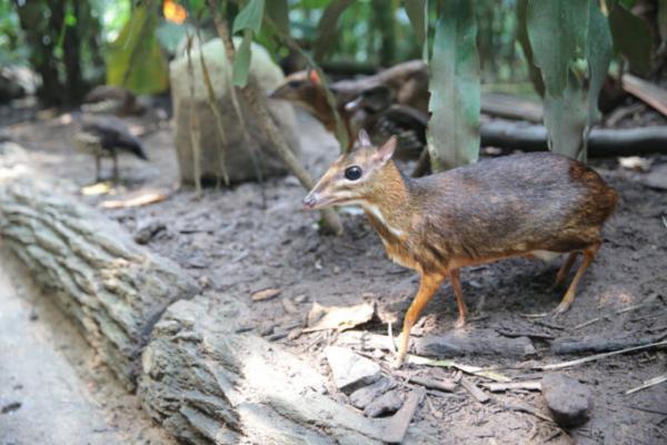 熱帯ジャングルのアニマルパラダイス！シンガポールは動物園が楽しい