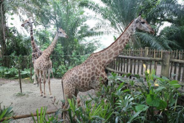 熱帯ジャングルのアニマルパラダイス！シンガポールは動物園が楽しい
