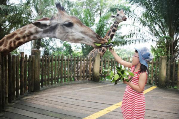 熱帯ジャングルのアニマルパラダイス！シンガポールは動物園が楽しい