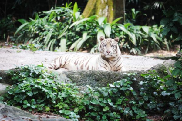 熱帯ジャングルのアニマルパラダイス！シンガポールは動物園が楽しい