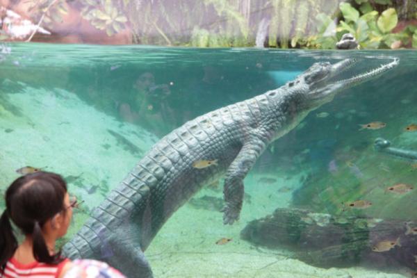 熱帯ジャングルのアニマルパラダイス！シンガポールは動物園が楽しい