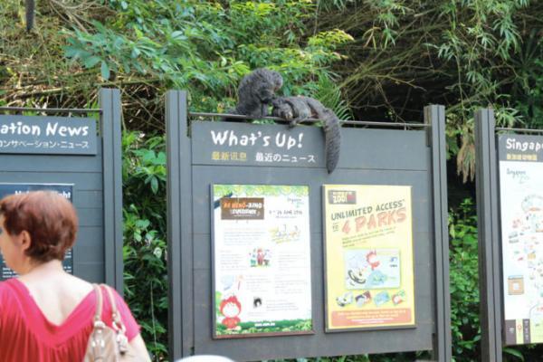 熱帯ジャングルのアニマルパラダイス！シンガポールは動物園が楽しい