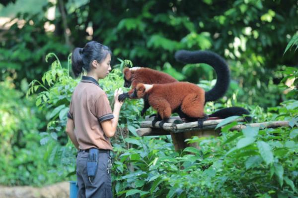 熱帯ジャングルのアニマルパラダイス！シンガポールは動物園が楽しい