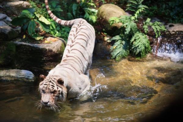 シンガポール家族旅行で外せない！熱帯ジャングルの動物園巡り