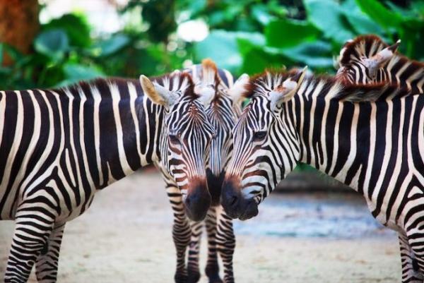 シンガポール家族旅行で外せない！熱帯ジャングルの動物園巡り