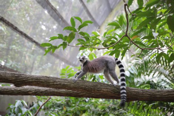 シンガポール家族旅行で外せない！熱帯ジャングルの動物園巡り