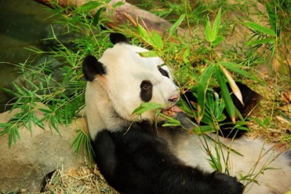 シンガポール家族旅行で外せない！熱帯ジャングルの動物園巡り