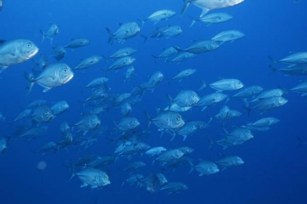 2度目のバリ島ダイビングなら、ムンジャンガン島へ！