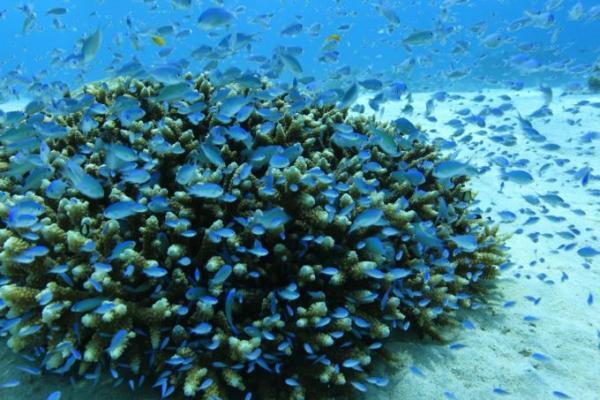 2度目のバリ島ダイビングなら、ムンジャンガン島へ！