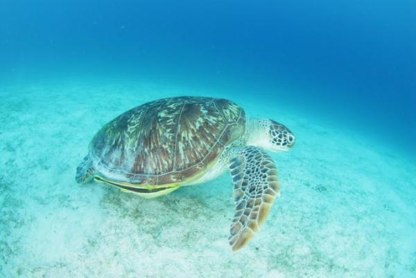 人気急上昇のフィリピン、今ダイビングに行くべきは、カラミアン諸島！