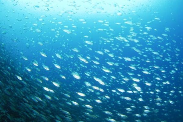 人気急上昇のフィリピン、今ダイビングに行くべきは、カラミアン諸島！