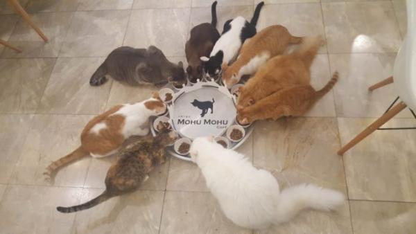 たくさんの猫がお出迎え！バンコク猫カフェ「Mofu Mofu cafe」