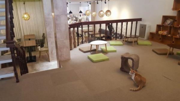 たくさんの猫がお出迎え！バンコク猫カフェ「Mofu Mofu cafe」