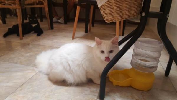 たくさんの猫がお出迎え！バンコク猫カフェ「Mofu Mofu cafe」