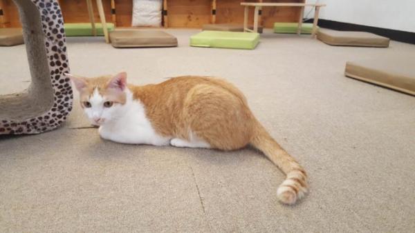 たくさんの猫がお出迎え！バンコク猫カフェ「Mofu Mofu cafe」