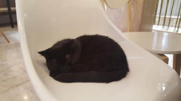 たくさんの猫がお出迎え！バンコク猫カフェ「Mofu Mofu cafe」