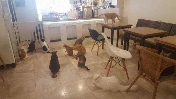 たくさんの猫がお出迎え！バンコク猫カフェ「Mofu Mofu cafe」