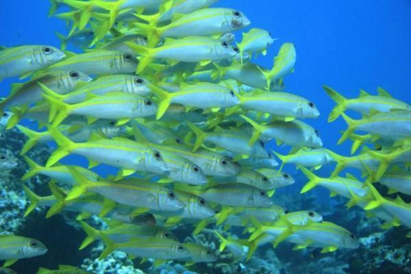 ダイビングもリゾートも、ハイレベルなプーケット