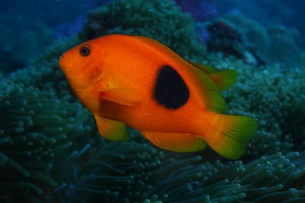 ダイビングもリゾートも、ハイレベルなプーケット