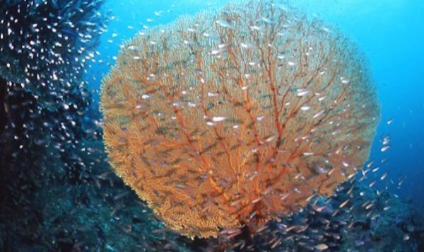 ダイビングもリゾートも、ハイレベルなプーケット