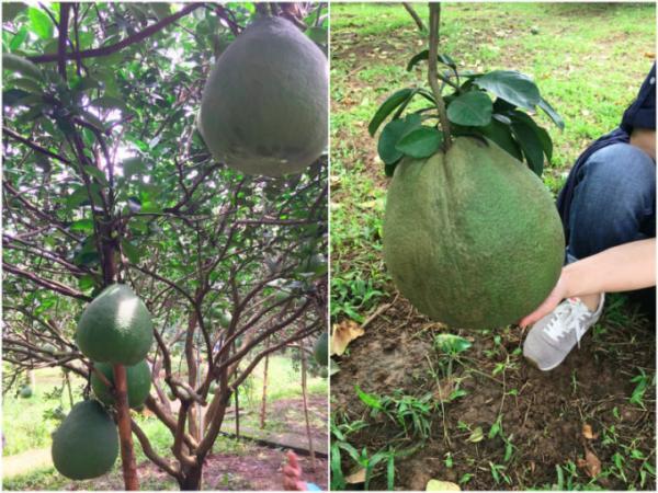 ホーチミンから電車で40分！ザボン村へ行ってみよう