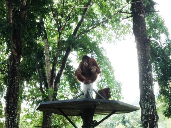 クアラルンプールの国立動物園「Zoo Negara」へ行こう！