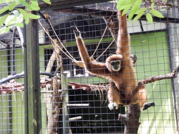 クアラルンプールの国立動物園「Zoo Negara」へ行こう！