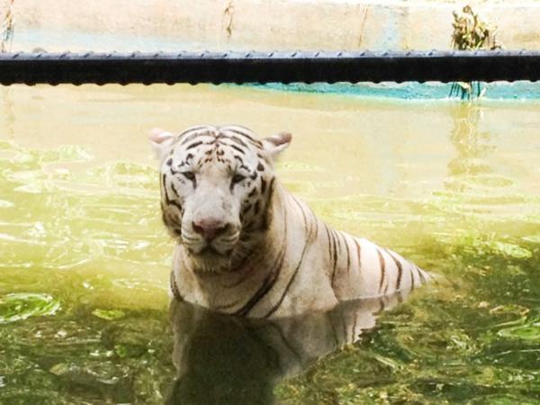 クアラルンプールの国立動物園「Zoo Negara」へ行こう！