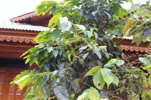 散策するだけで癒される！チェンマイ山岳の小さな村「メーンカンポン村」へ