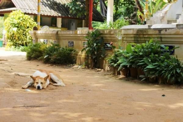散策するだけで癒される！チェンマイ山岳の小さな村「メーンカンポン村」へ