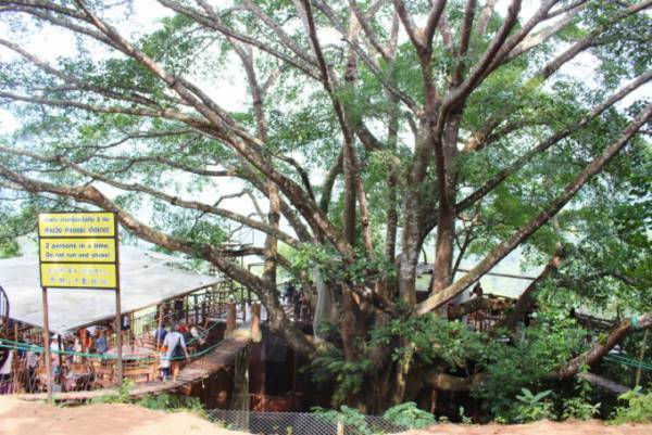 絶景を望む巨大なツリーハウスのカフェ「ザ・ジャイアント・チェンマイ」