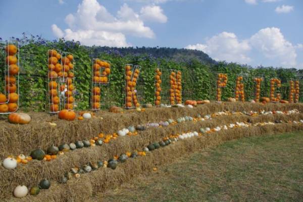 お土産から期間限定ファームまで！ジムトンプソンを巡る旅