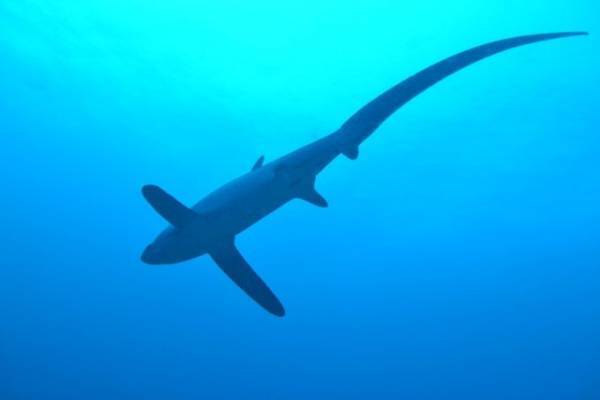 ニタリとの遭遇率は世界ナンバー１！セブ島北端沖のマラパスクア島